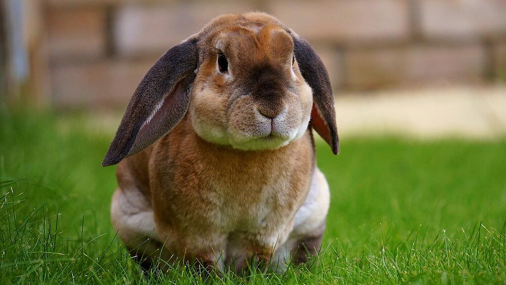 rabbit-1422882_1920.jpg
