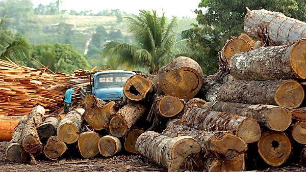 90 Prozent des Regenwaldes wurden schon abgeholzt