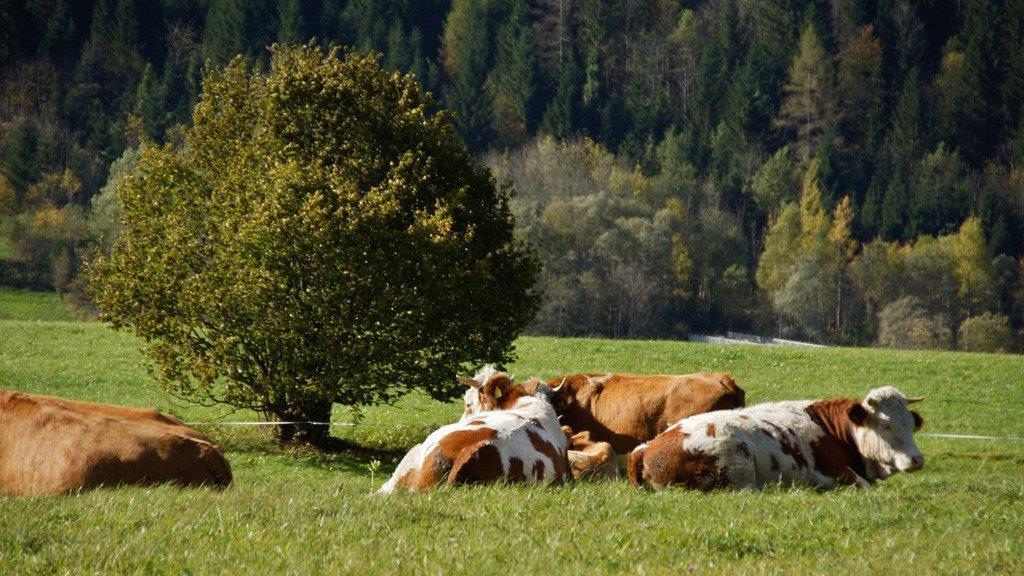 Herbst in Spital am Phyrn