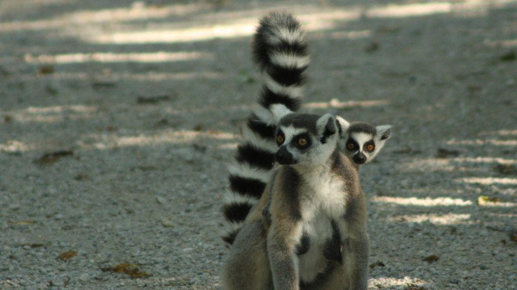 Kattas im Zoo Salzburg