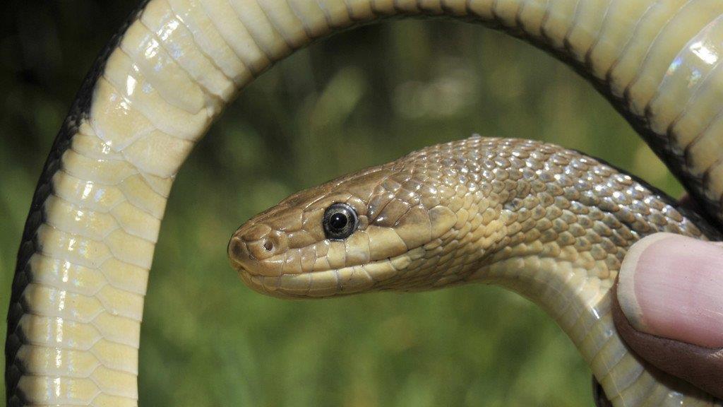 Die besten Tierbilder KW 30