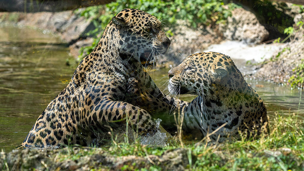 Jaguarschwestern