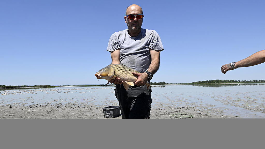 Fischsterben Zicksee