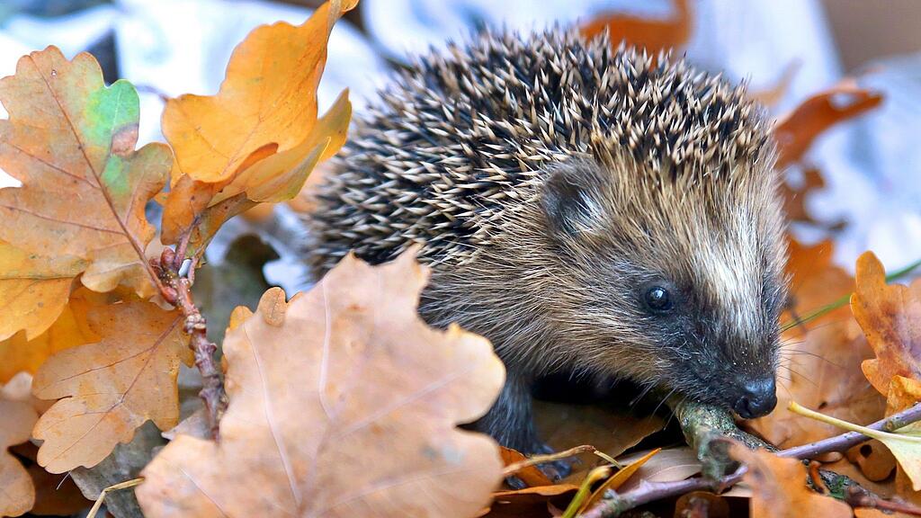 Der Igel kommt meist sehr gut allein zurecht.