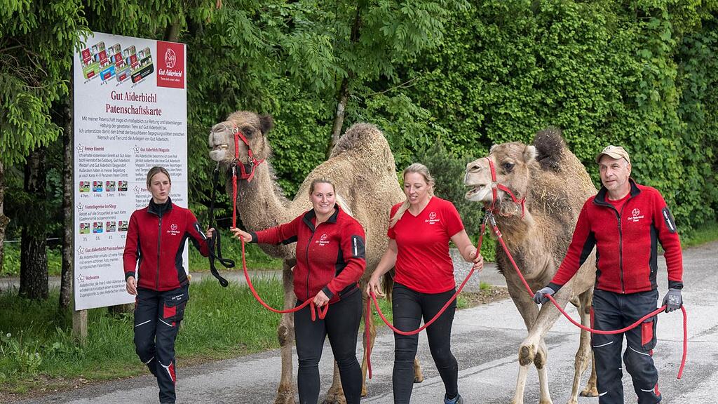 Paarhufer zurück auf Gut Aiderbichl