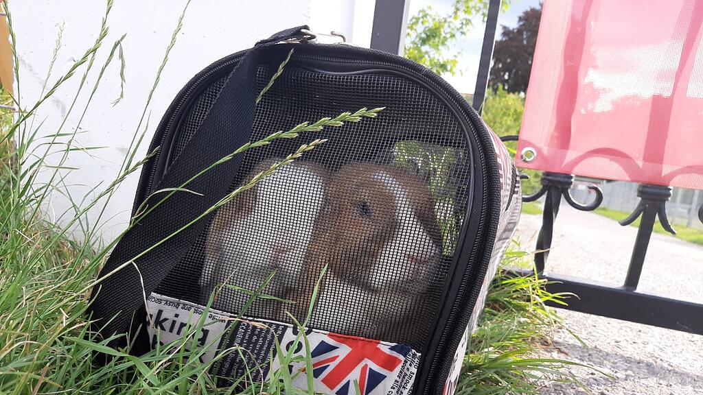 Kaninchen ausgesetzt
