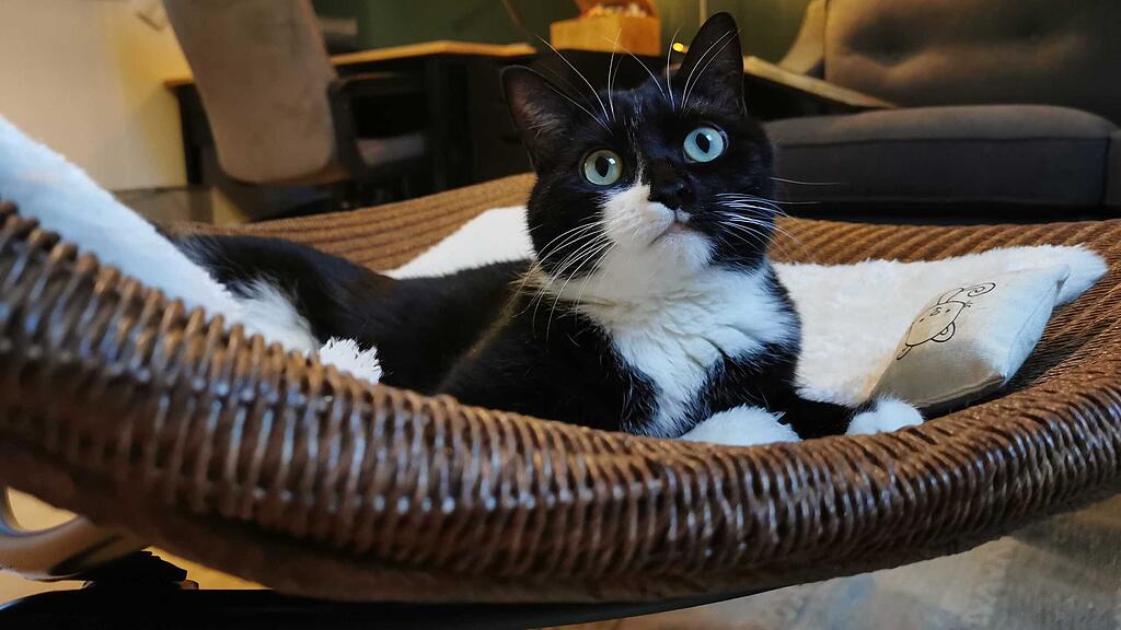 Katze