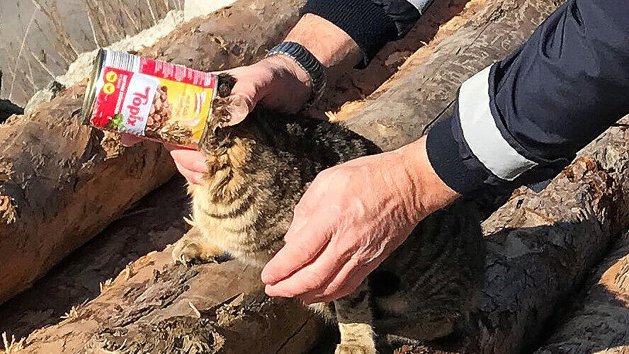 Katze Kopf aus Dose befreit