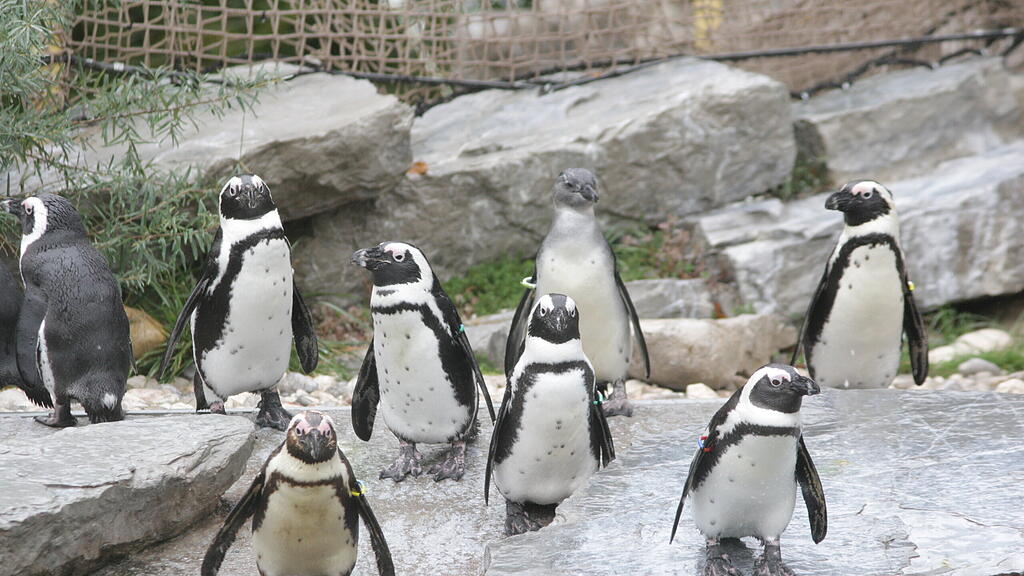 Pinguinentführung_Zoo Salzburg