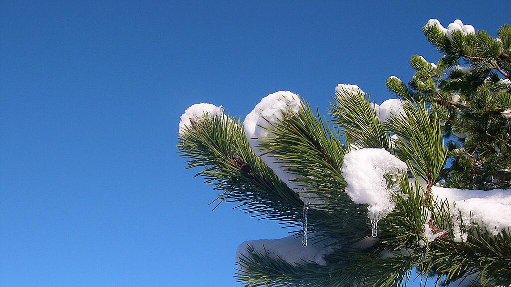 Symb_Schnee Symb_Zweig Symb_Kiefer Symb_Nadelbaum Symb_Frost Symb_Schmelzen