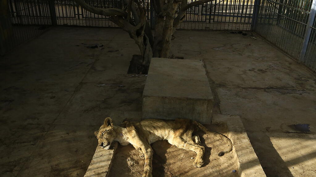 Löwen in Zoo in Sudan