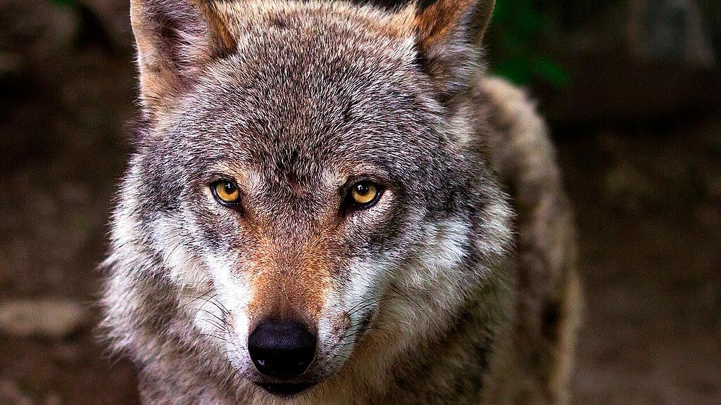 symb_wolf