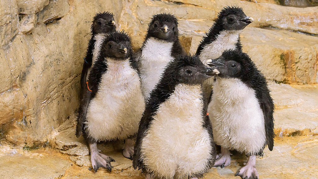 Felsenpinguine Schönbrunn