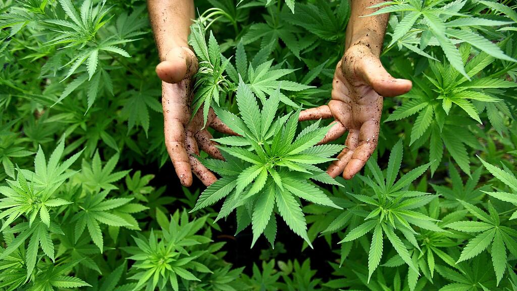 Haschisch, Cannabis, Marihuana, SB