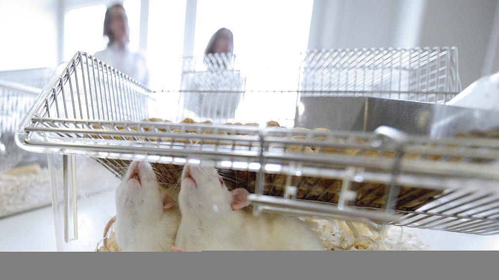 Ratte, Labor, Tierversuche, SB