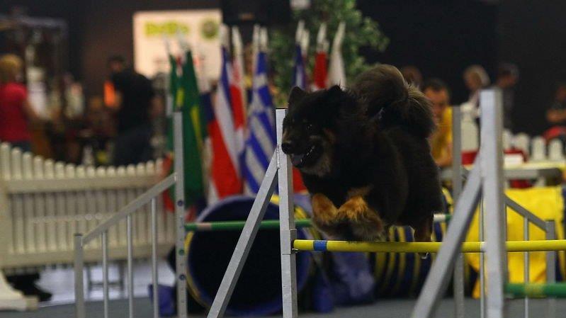 Festival der Hunde