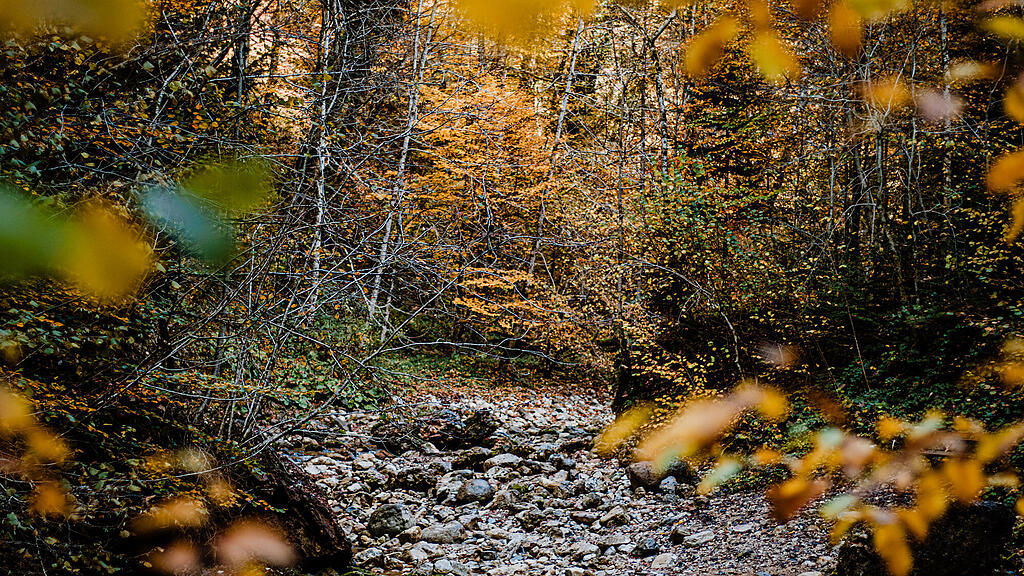 SB, Herbst, Wald