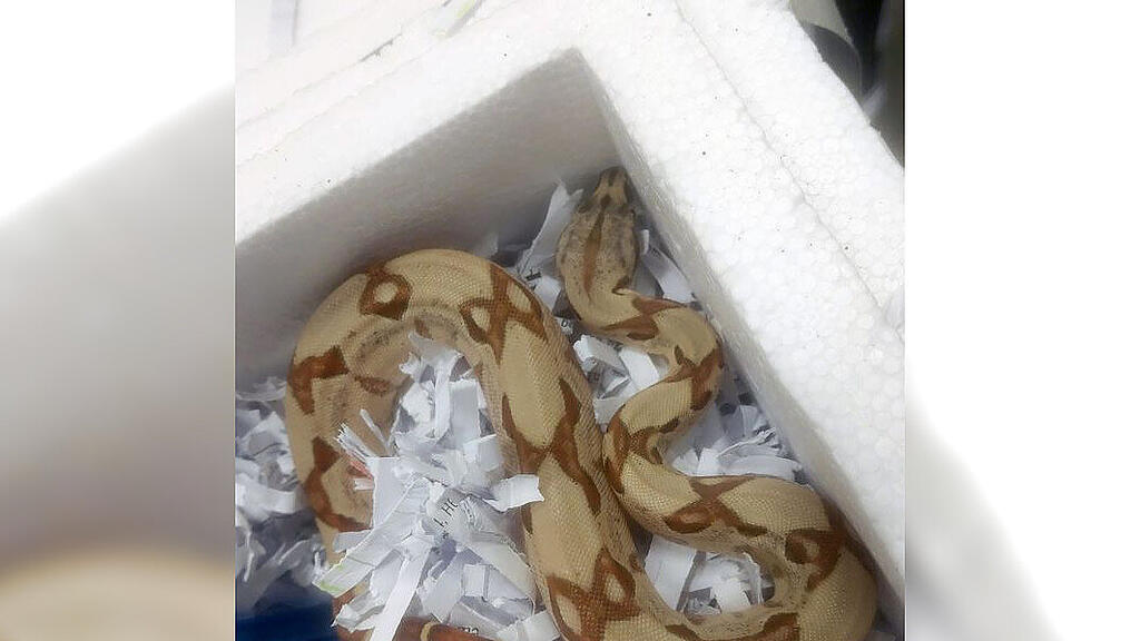 Boa constrictor: Würgeschlange in Kärntner Verteilerzentrum