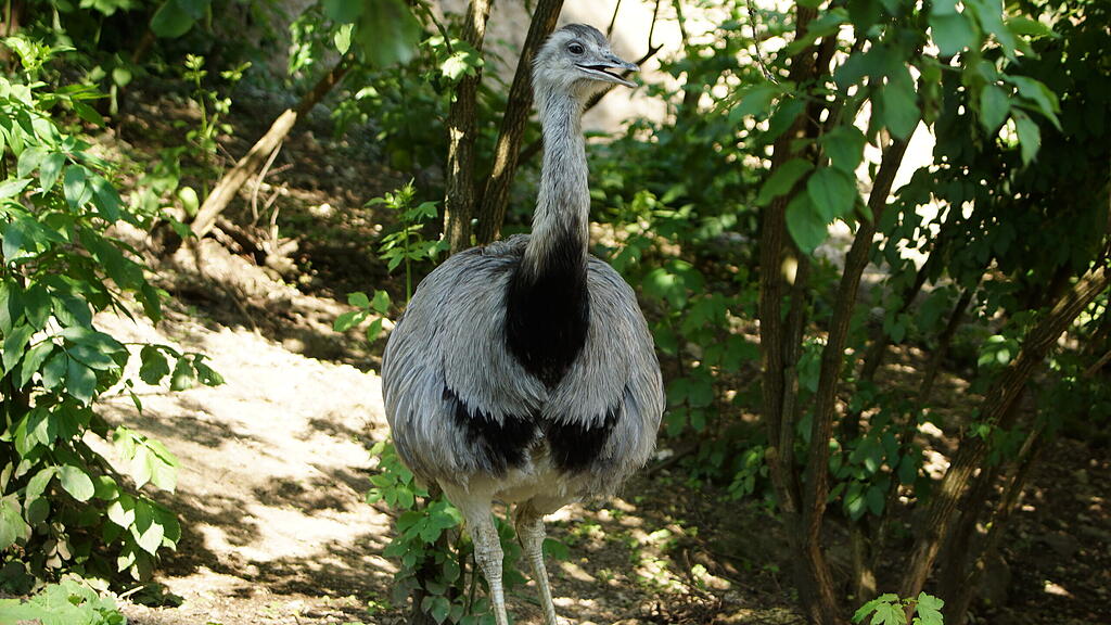 Nandu-Nachwuchs Zoo Salzburg