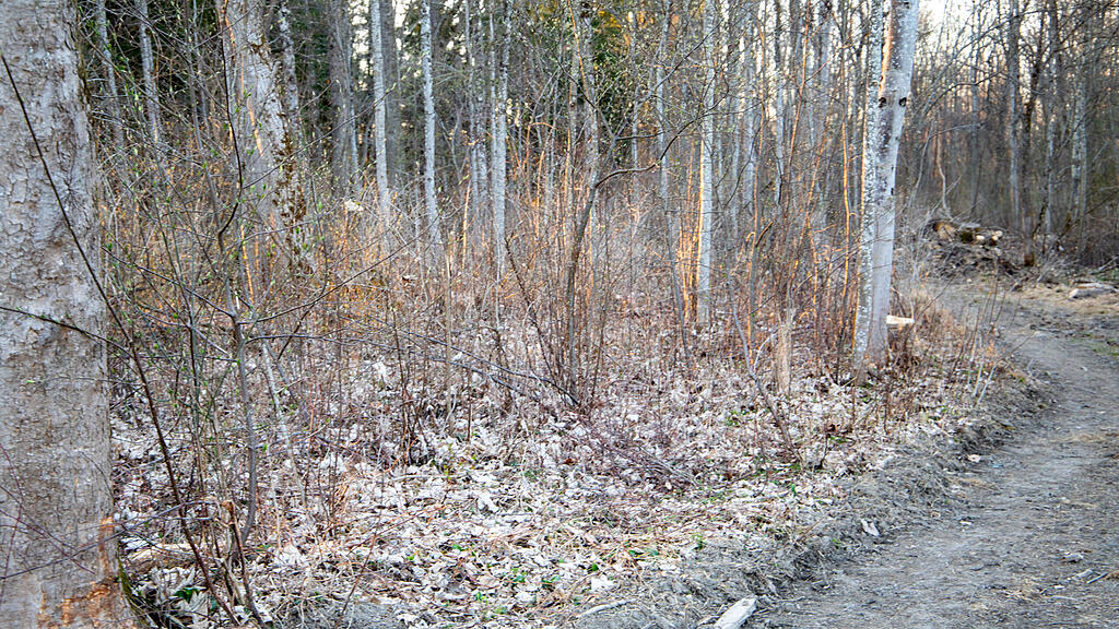 symb_Wald_Salzburg