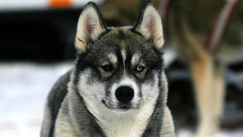 Ein verschreckter Huskey wurde auf der Autobahn gerettet.