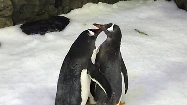 Pinguine teilen sich die Elternschaft vorbildlich