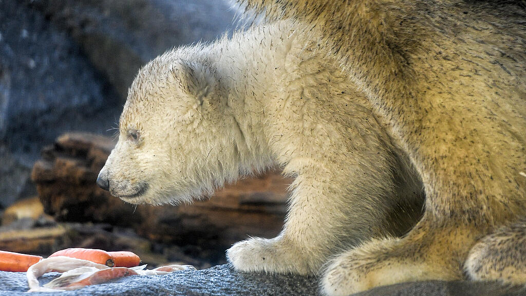 Eisbär, Wien, Schönnbrunn