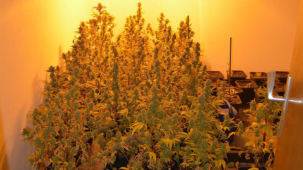 Cannabis