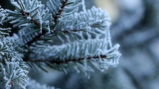 Frost am Morgen