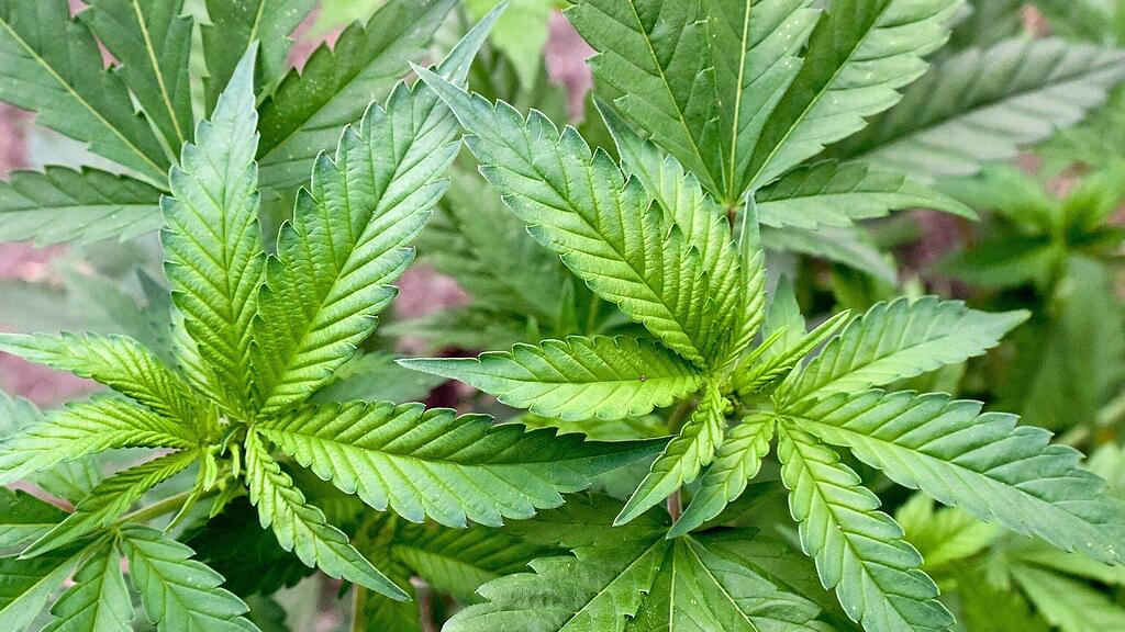 Die Freigabe von Cannabis als Schmerzmittel ist weiterhin umstritten.
