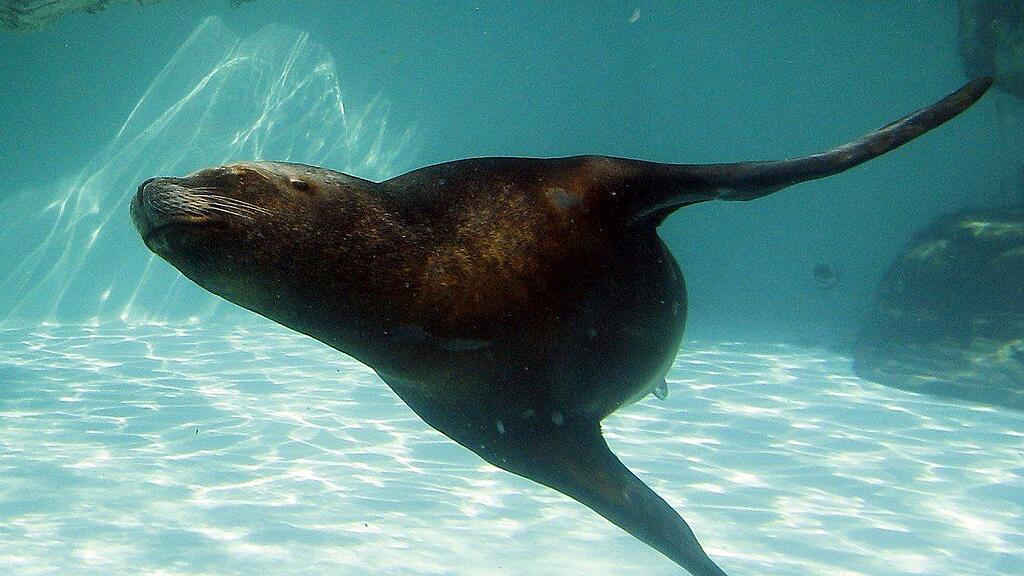 Zwei Mähnenrobben-Weibchen mussten im Tiergarten Schönbrunn eingeschläfert werden.