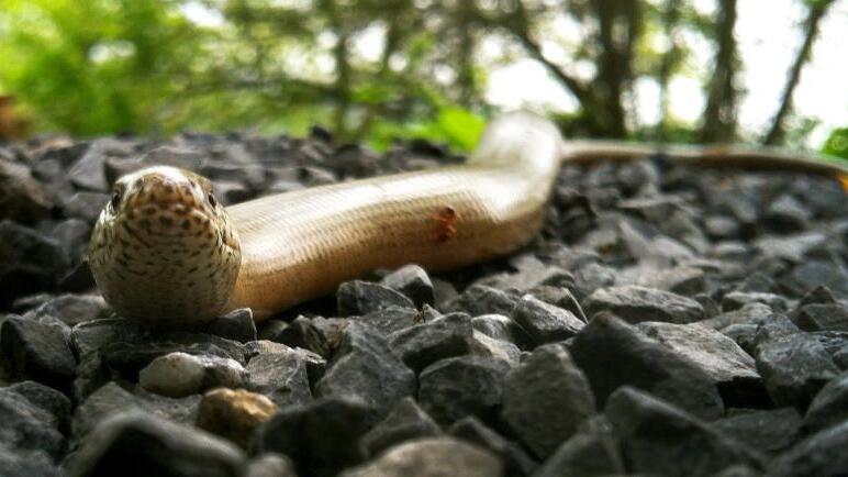 Während seiner Wanderung traf der Oberösterreicher auf das nicht-heimische Reptil.