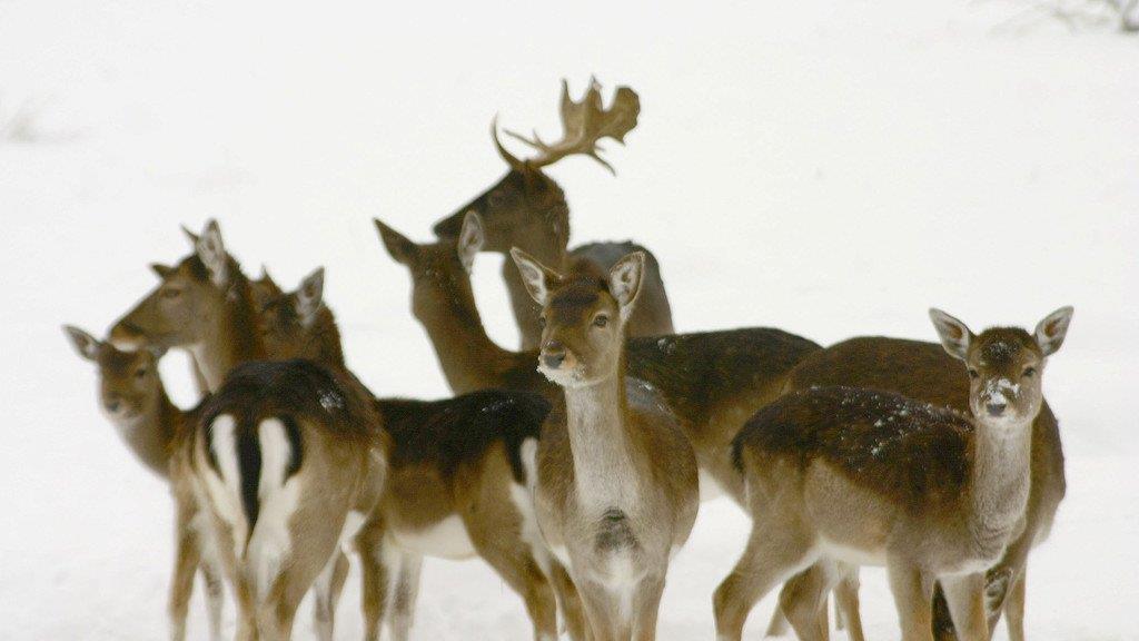 Salzburg schönste Winterlandschaften I