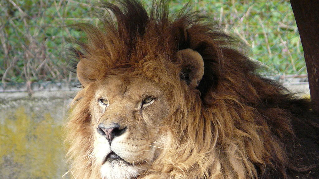 Der ehemalige Zirkuslöwe Stinki lebte von 1996 bis 2008 im Zoo Salzburg und gehörte zu den herausragenden Tierpersönlichkeiten, die in der Fotoausstellung gezeigt werden.JPG