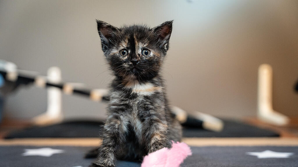 Weltkatzentag 2024