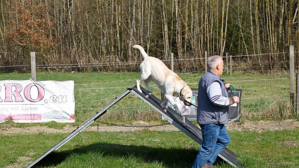 "Der gelbe Hund" in Nußdorf