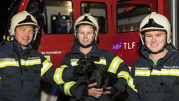 Der Hund schlug an als das Feuer ausbrach