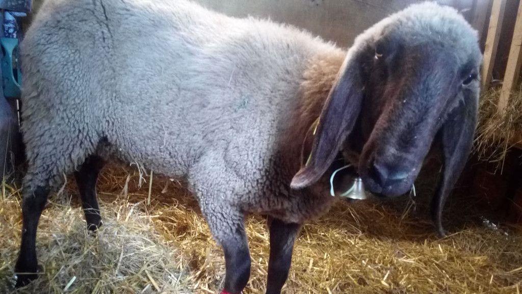 Verletztes Schaf aus Tennengebirge gerettet
