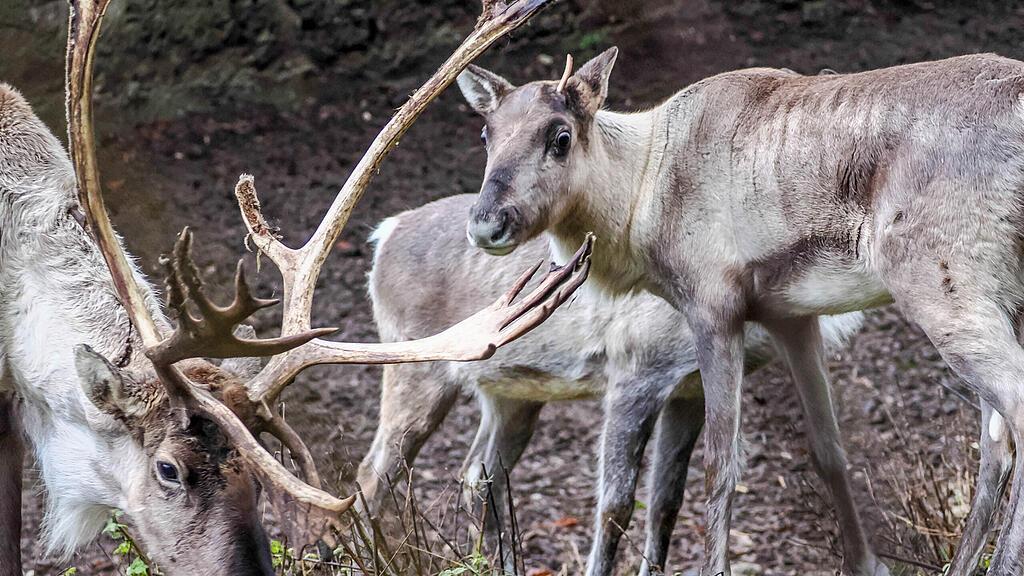 Waldrentiere Zoo Salzburg
