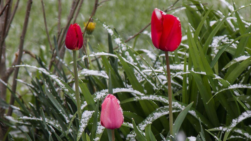 Winterliches Aprilwetter in Salzburg