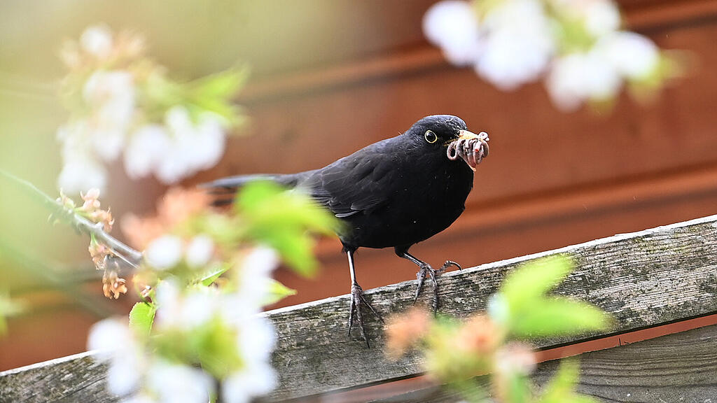 Vogelgesang in Salzburg: Amsel