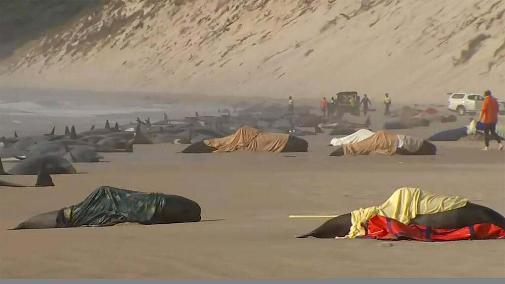 Massenstrandung von Walen in Tasmanien