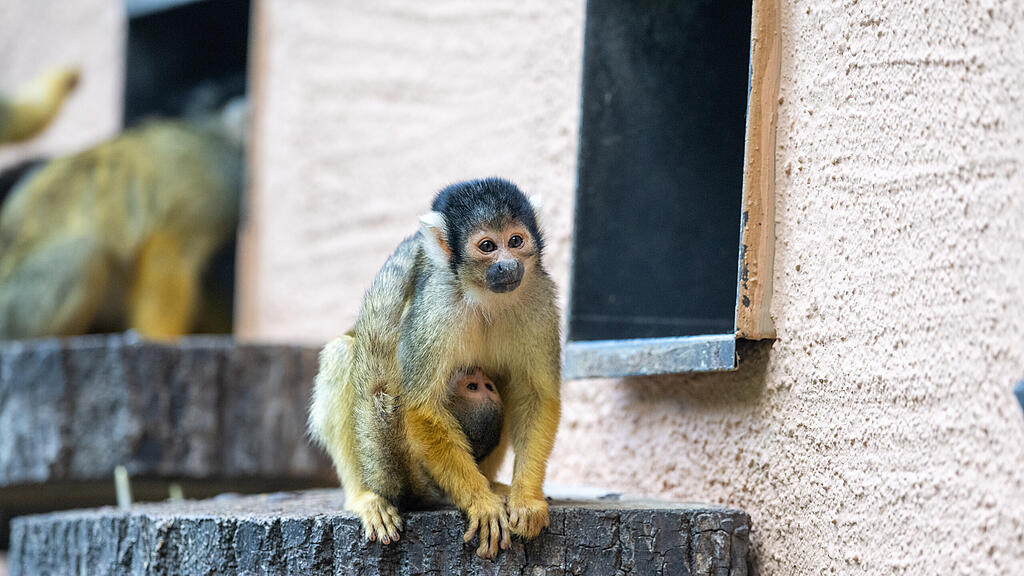 Totenkopfaffen Zoo Salzburg