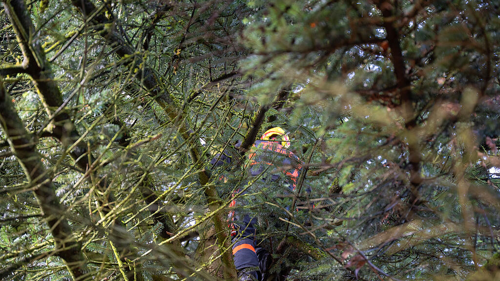 Christbaumernte in St. Jakob am Thurn
