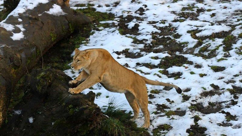 Weihnachten im Zoo