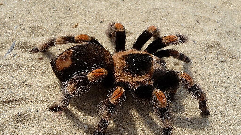 symb_vogelspinne