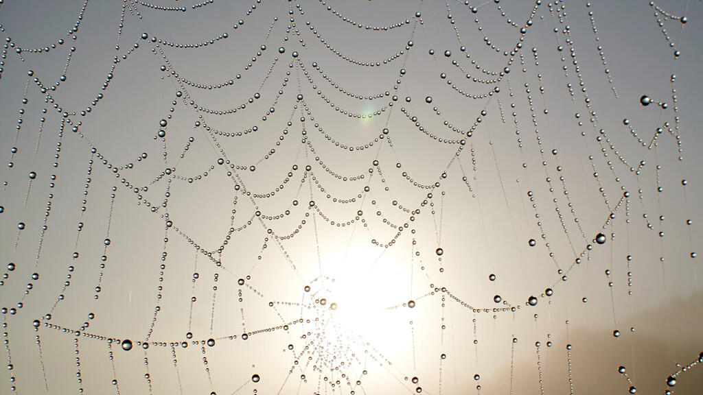 Spinnennetz beim Sonnenaufgang (Symbolbild)