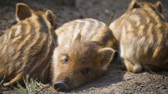 Die Wildschweinpouplation in Wien soll reduziert werden, die Stadt Wien stellt mehr Jäger ein.
