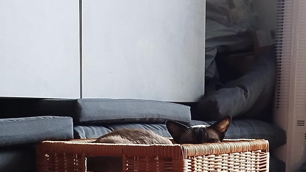 Weltkatzentag 2025