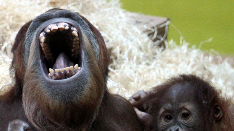 Frühling im Zoo München